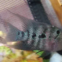 ماهی فلاور رد دراگون ماده