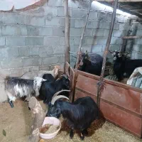 تعدادی بز قصابی