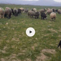 بره