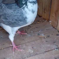 کبوتر  گرگی ماده  سوسکی کالی  نر  ودستپر کاکلی نر