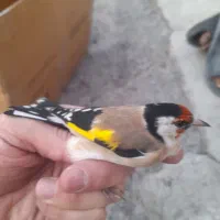 سهره