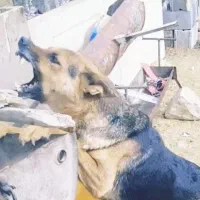 سگ جرمن نگهبان