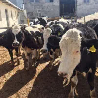 گوساله ماده