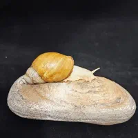 واگذاری تعدادی حلزون چاباتای|خزنده|قشم, |دیوار