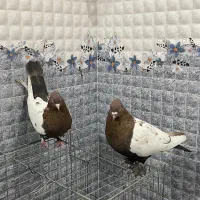 سینه دورنگ|پرنده|لنجان, |دیوار