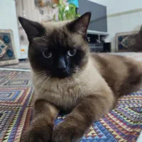 گمشده