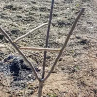 هرس درختان میوه