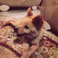 سگ پامرانین اشپیتز|سگ|شیراز, محراب|دیوار