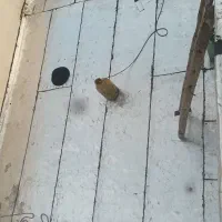 فروش اجرا انواع ایزوگام|خدمات پیشه و مهارت|شاهینشهر, خانه کارگر|دیوار