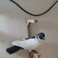 کفتر صید ۷تا قلدور|پرنده|مشهد, یاس|دیوار