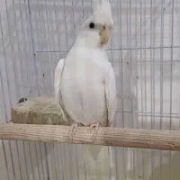 عروس هلندی آلبینو