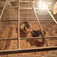 جوجه مرغ آمروک،ویاندورت|حیوانات مزرعه|مشهد, شاهد (شهرک غرب)|دیوار