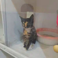 واگذاری بچه گربه|گربه|رشت, امین الضرب|دیوار