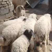 ۶گوسفند|حیوانات مزرعه|اهواز, پردیس|دیوار