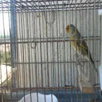سهره قناری درشت کتون خور دهن خاص