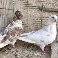 3 جفت کبو‌تر