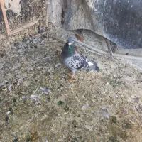 کبوتر مسافتی