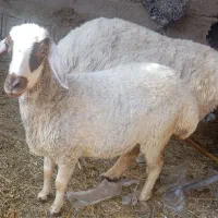 دو عدد بره ماده چاق سرحال سالم