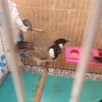 راهنمایی فروشی|حراج|یزد, |دیوار