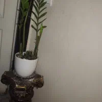 گل درحال رشد وپاجوش