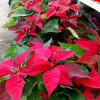 گل آپارتمانی ۳۵ت