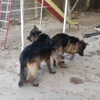 یک جفت سگ ژرمن شپرد شولاین