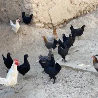 فروش ۱۶عدد مرغ تازه تخم اومده و یک خروس