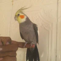 طوطی عروس هلندی سخنگو نر