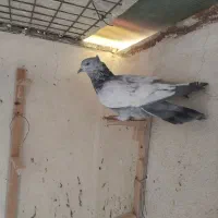 سه تا کفتر نر|پرنده|سیمکان, |دیوار