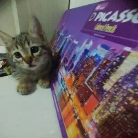 واگذاری رایگان بچه گربه|گربه|گرگان, |دیوار