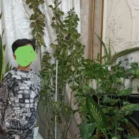 گل فردوس دومتری و کاکتوس|گل و گیاه طبیعی|مشهد, بهاران|دیوار