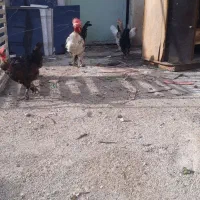 جوجه|حیوانات مزرعه|بهبهان, |دیوار