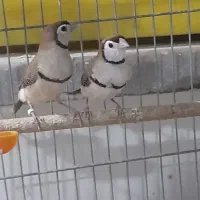 از این مدل فنچ ها میهام