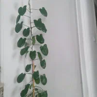 گل برگ انجیری