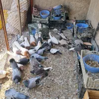 کبوتر فروشی