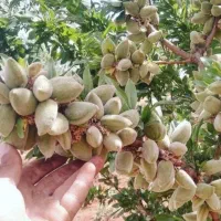 فروش انواع نهالهای اصلاح شده پیوندی