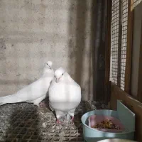 کبوتر سفید کاکلی