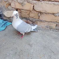 کبوتر گراف
