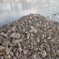 چغندر قند|خدمات باغبانی و درختکاری|تربتحیدریه, قاسم آباد|دیوار