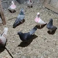 کبوترپرشی|پرنده|گمیشان, |دیوار