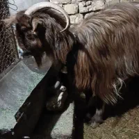 بز بره|حیوانات مزرعه|برخوار, |دیوار