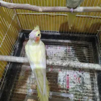 عروس هلندی مولد همراه جوجه|پرنده|لاهیجان, طالقانی|دیوار