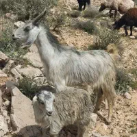 بز میش کهره بره