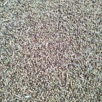 گشنیز تراکتوری|عمدهفروشی|نهاوند, |دیوار