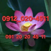 سیم کارت رند همراه اول
