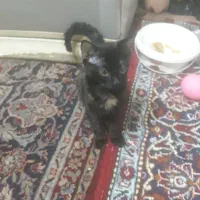 گربه پرشین نر ۱ساله