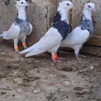 طوقی ماده|پرنده|کارون, |دیوار