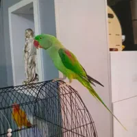 شاه طوطی گمشده بلوار رحیمی