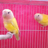 جفت کوتوله زرد هلویی