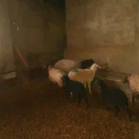 سه رس مش وبر|حیوانات مزرعه|صحنه, |دیوار